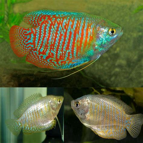 Dwarf Gouramis for sale Shipping Fish for Over 30 years – The ...