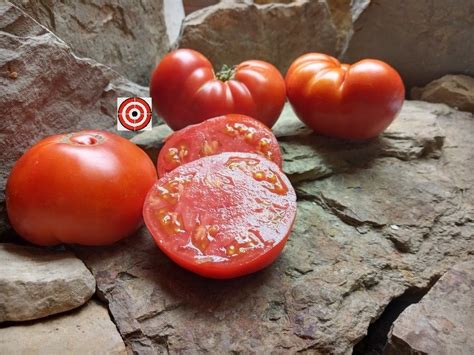 Dwarf Heirloom Tomato Plant - Hannah