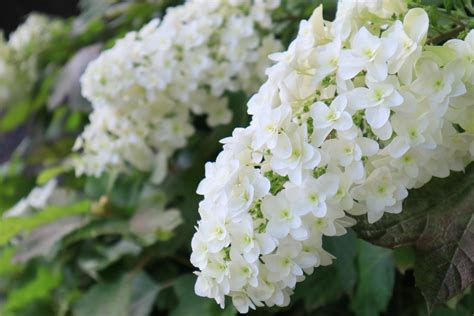 Dwarf Hydrangea Varieties: Popular Types Of Dwarf Hydrangea Bushes