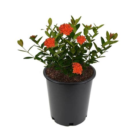 Dwarf Ixora Shrubs at Lowes.com