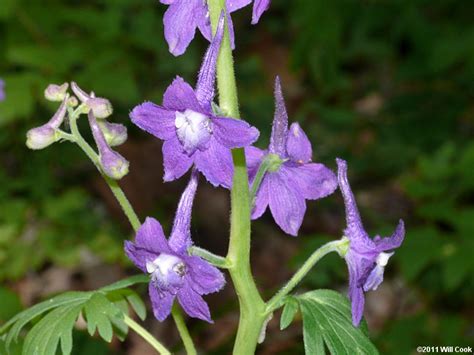 Dwarf Larkspur MDC Teacher Portal