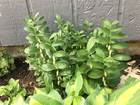 Dwarf Solomon’s Seal Has a Place in the Shade