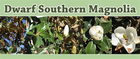 Dwarf Southern Magnolia - Green Thumb Nursery