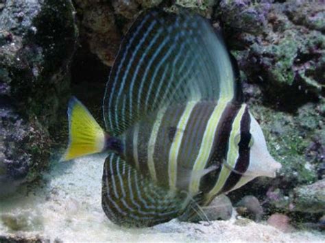 Dwarf Tangs - Beginners Discussion - Nano-Reef …