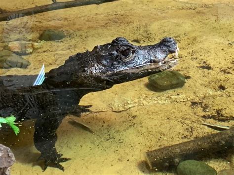 Dwarf West African crocodile • Fun Facts and Information For Kids