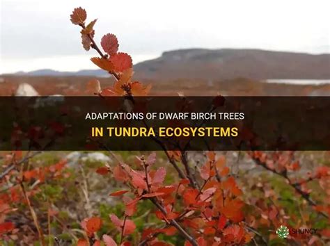 Dwarf birch adaptations.  A dwarf (pl.  A midget (not in technical use) is someo...