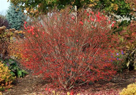 Dwarf burning bush in winter