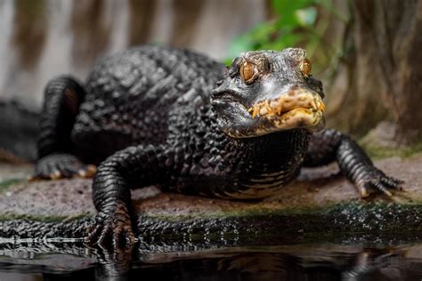 Dwarf caiman. Things To Know About Dwarf caiman. 