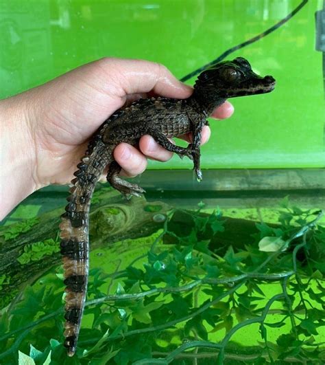 Dwarf caiman pet for sale. Those shopping for exotic pets for sale are in luck. The availability of captive born and bred domesticated wildlife continues to grows rapidly in the United States. This is especially true in the exotic reptile sector. The bulk of our site is dedicated to the search for exotic animals focusing on reptiles. We carry a large selection of exotics including snakes, lizards, tortoises and much ... 