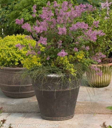 Dwarf lilac in container
