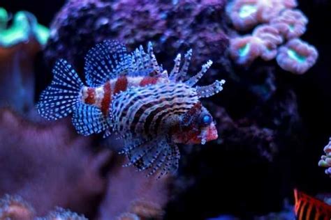 Dwarf lionfish care guide – Saltwater Aquarium Blog