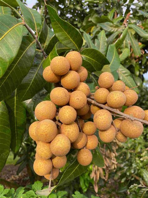 Dwarf longan tree. .  <a href=http://estimate.xpager.ru/bitrix/admin/xu6v4dj/...