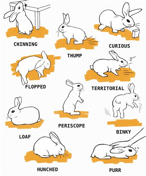Dwarf rabbits how to take care of them and understand them complete pet owners manual. - Manual new holland l 190 skid steer.