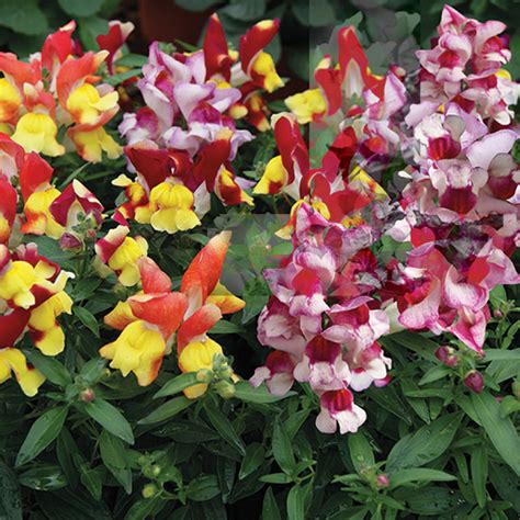 Dwarf snapdragon - Wikipedia