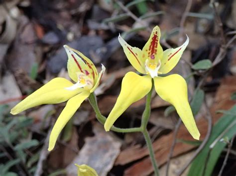 Dwellingup to Wagin – WA Orchid Adventures