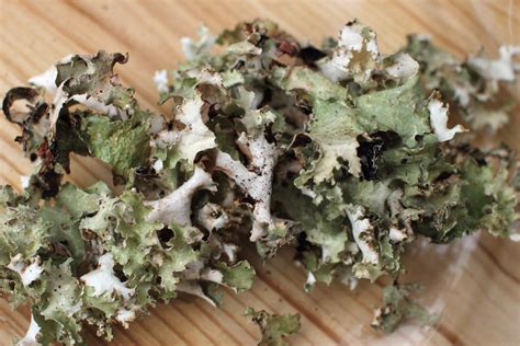 Dyeing with Lichens & Mushrooms :Cornell Mushroom Blog