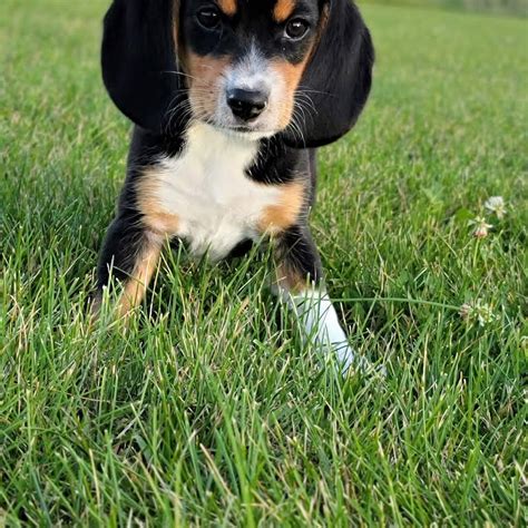 Dyer Farms Puppies - Dog Breeder in Iowa