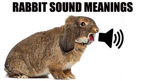 Dying rabbit sound. Things To Know About Dying rabbit sound. 