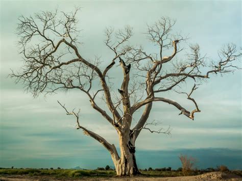 Dying tree. A tall, mature tree can add value and beauty to your home. It is also a home for an entire ecosystem of wildlife. So it's understandable that some homeowners don't want to part with a favorite tree. But when a tree is dead or dying, tree removal may be the only available option. In general, tree removal should be … 