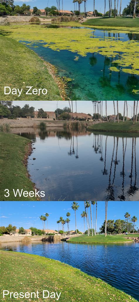 Dynamo courses sono turf.  Algae Control Australia&rsquo;s advanced ultr...