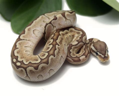 Dynasty Reptiles, Miami, FL. 89,271 likes · 91 talking about this. Specializing in Ball Python morphs. www.dynastyreptiles.com . 