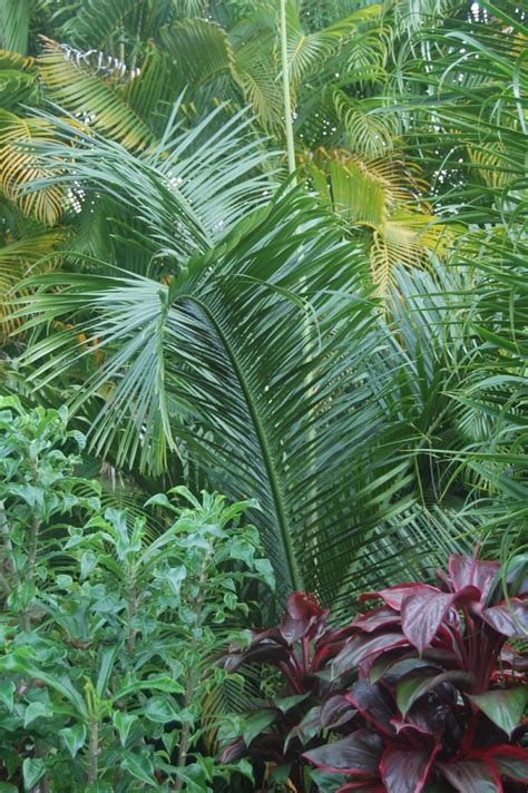 Dypsis malcomberi - DISCUSSING PALM TREES WORLDWIDE