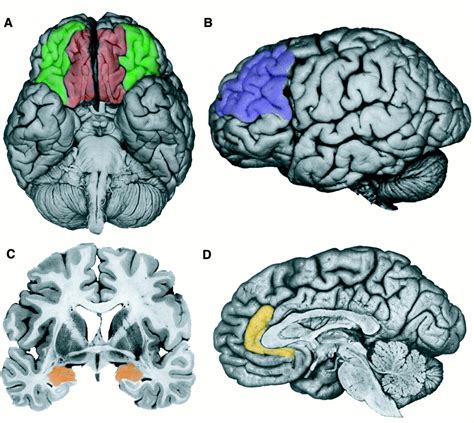 Dysfunction in the Neural Circuitry of Emotion Regulation--A