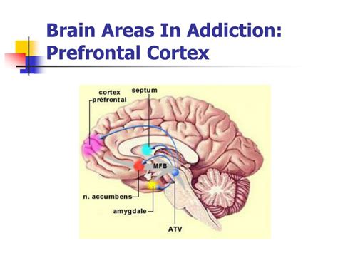 Dysfunction of the prefrontal cortex in addiction ... - Nature