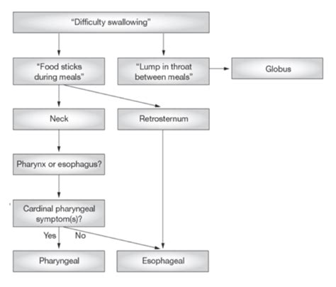 Dysphagia Exercise Demo Flashcards Quizlet