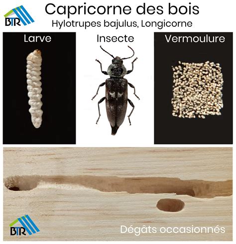 Étude anatomique et biologique de quelques curculionidae xylophages et comparaison avec des scolytidae. - Epson stylus sx200 online user guide.