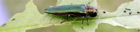 EAB Network - Emerald Ash Borer