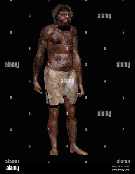 Early Homo Sapiens Reconstruction Scientific Illustration - wintechmobiles.com