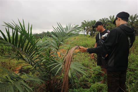 EARLY IMPACT OF OIL PALM REPLANTING AND … - raincitystudios.com