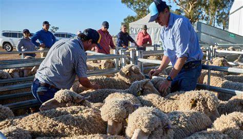 Early Merino trial results highlight value of wool and meat ... - raincitystudios.com