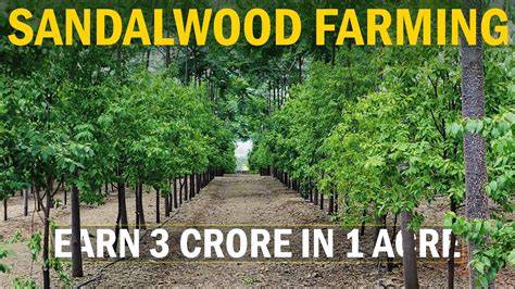 Earn 3 CRORES in 1 ACRE LAND..! Sandalwood Farming - raincitystudios.com