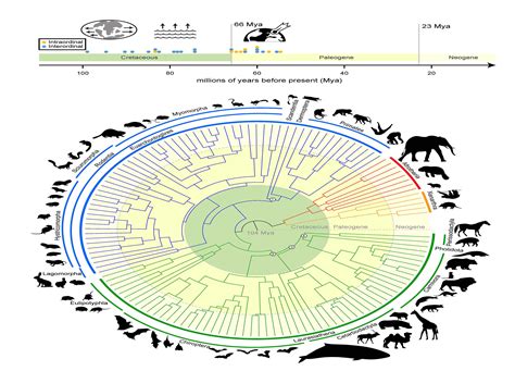 Earth's fossil record (article) | Evolution | Khan Academy - wintechmobiles.com