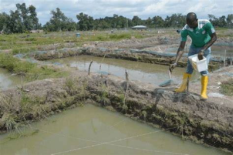 Earthen Pond Management in Fish Farming - Agric4Profits - raincitystudios.com