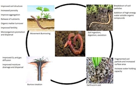 Earthworm functions | Earthworm Society of Britain - wintechmobiles.com