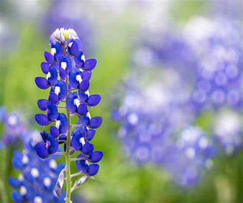 EAST TEXAS SEED COMPANY