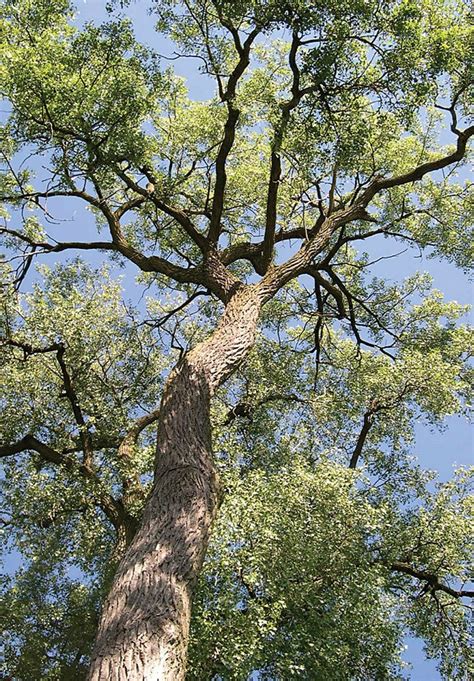Eastern Cottonwood | Silvics of North America - raincitystudios.com