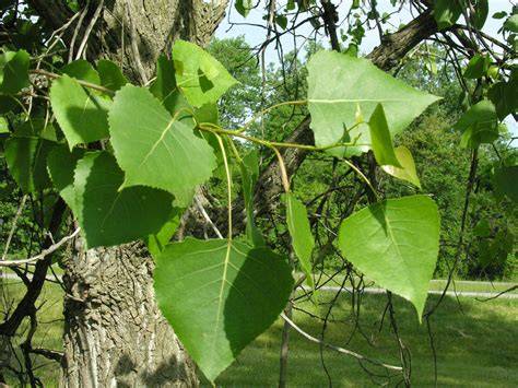 EASTERN COTTONWOOD - POPULUS DELTOIDES - raincitystudios.com