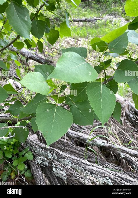 Eastern Cottonwood Tree (Populus deltoides) - Gardenia - raincitystudios.com