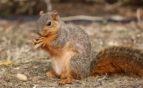 Eastern Fox Squirrel - Facts, Diet, Habitat & Pictures … - muktibox.com