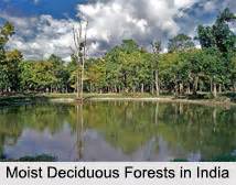 Eastern Highlands moist deciduous forests - raincitystudios.com