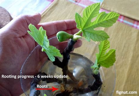 Easy Fig Propagation: How To Grow Figs From Cuttings - raincitystudios.com