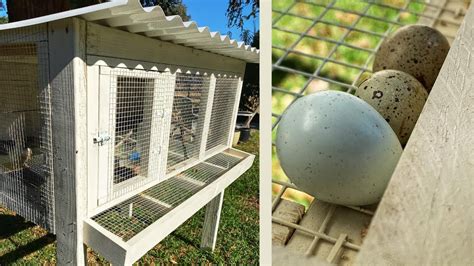 Easy Quail Cage With Egg Roll Out Tray - raincitystudios.com