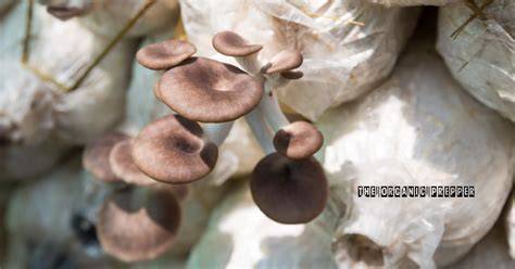 Easy Recipe to Grow Mushrooms in Sawdust - Mycrofarm - raincitystudios.com