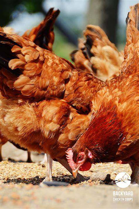 Easy Tips For Free-Ranging Your Backyard Chickens - raincitystudios.com