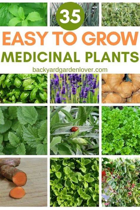 Easy To Grow Medicinal Plants For DIY Herbal Remedies - raincitystudios.com