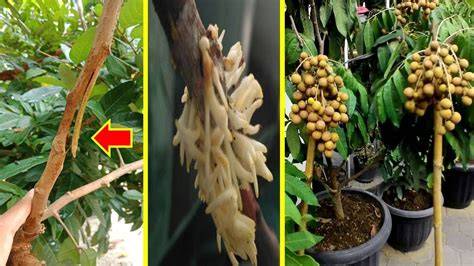 Easy Way to Graft Longan Shoots - raincitystudios.com